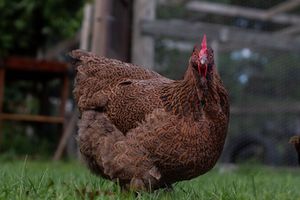 A fluffy brown speckled hen standing on green grass in a farmyard.