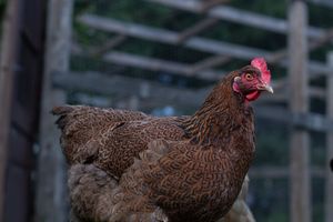 A beautifully patterned brown Welsummer hen poses near a wire fence outdoors.