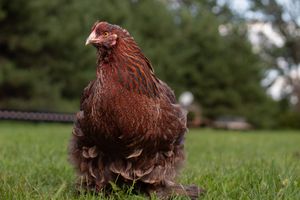 A reddish-brown frizzle hen with curled feathers stands alert on green grass outdoors.