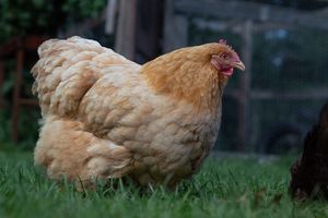 A plump golden buff Orpington hen stands on green grass in a farmyard setting.