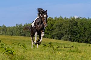 A striking black and white paint horse galloping freely across a vibrant green meadow on a sunny day.