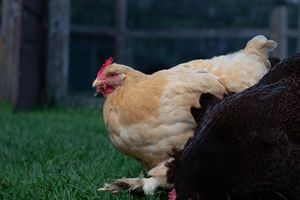 A golden buff-colored hen stands on green grass beside a dark chicken near a fence.