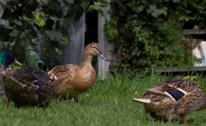 Three mallard ducks foraging on green grass near a garden shed.
