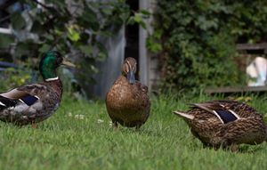 Three mallard ducks including a male with green head standing on lush green grass.