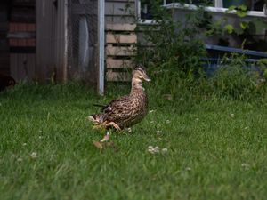 A female mallard duck walking across a green grassy garden near farm buildings.