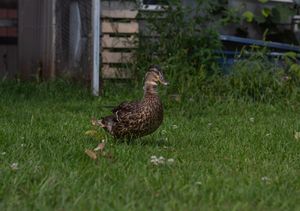 A female mallard duck walks across lush green grass in a backyard garden setting.