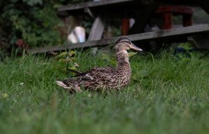 A female mallard duck rests on green grass with a wooden picnic table in background.