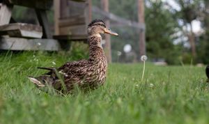 A female mallard duck stands on green grass beside a dandelion near a wooden structure.