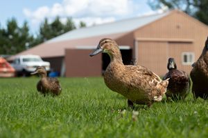 A group of brown mallard ducks walk across green grass with a red barn behind them.