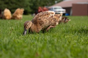 A brown duck forages in lush green grass on a sunny day.