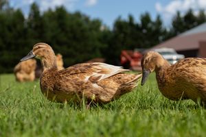 Two golden-brown mallard ducks stand side by side on vibrant green grass on a sunny day.