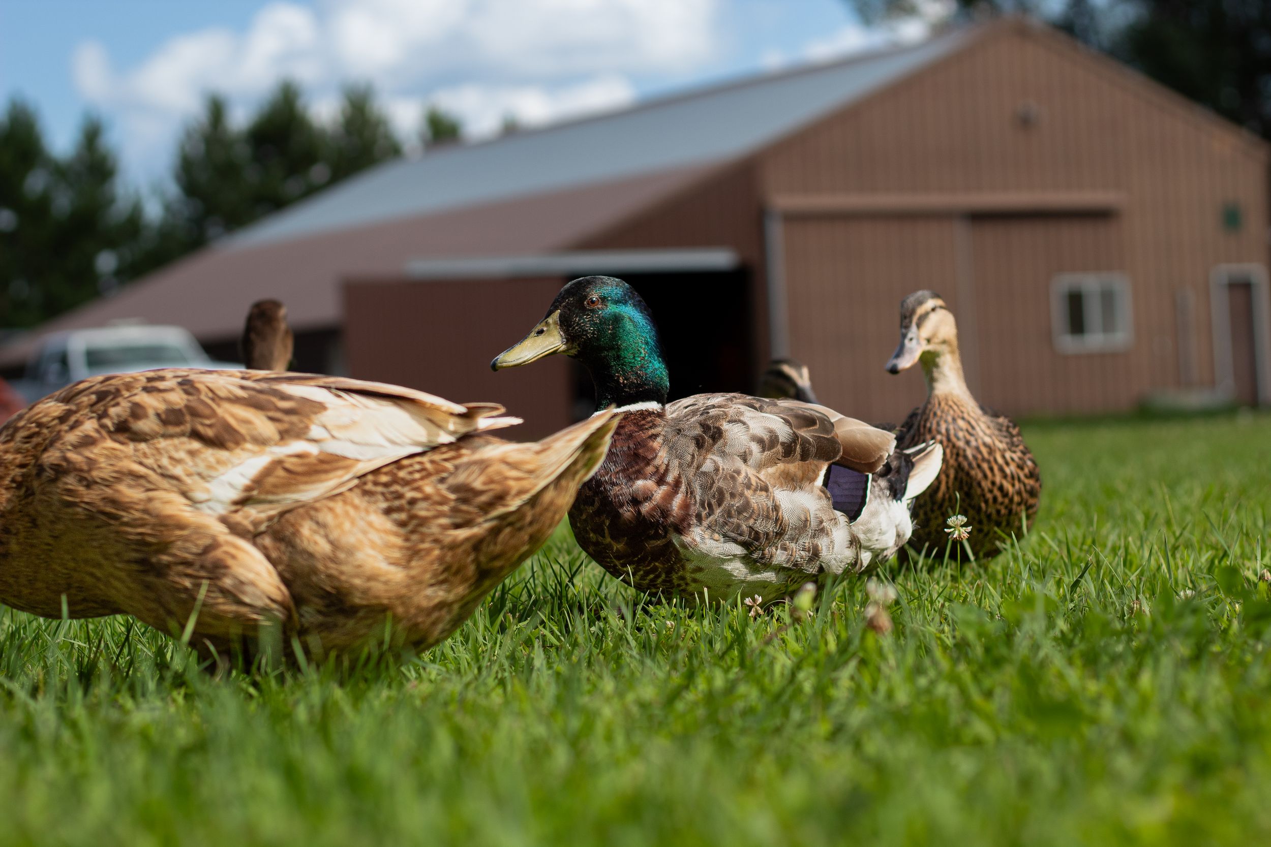 A group of domestic ducks grazing on green grass with a red barn in the background.