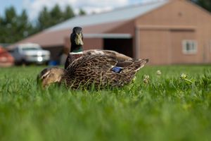A mallard duck resting low in green grass with a red barn visible behind.
