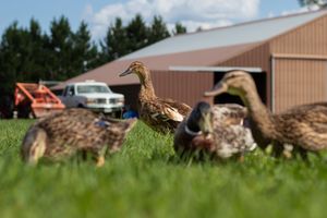 A flock of brown mallard ducks walking through green grass near a red farm barn.