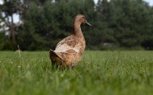 A brown duck walks through green grass on a cloudy day.