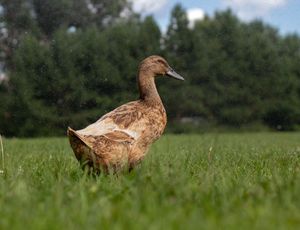 A brown duck stands tall in green grass with trees in the background.