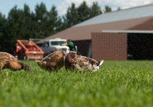 A group of ducks including a mallard gather in green grass near a farm building.