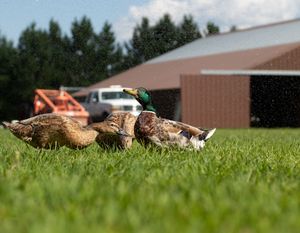 A flock of ducks with a green-headed mallard rest in green grass near a barn.