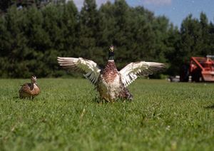 A mallard duck spreads its wings wide in a green grassy field.