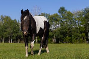 A lone black and white paint horse walking through a lush green field with trees in the background.