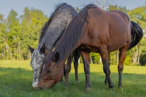 A gray appaloosa and bay horse grazing together in a green pasture during golden hour sunlight.