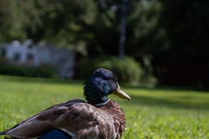 A close-up portrait of a mallard duck with iridescent green head feathers.