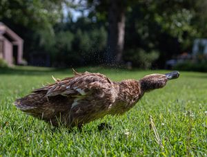 A brown duck shakes water from its feathers while standing in green grass.