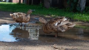 Two brown ducks splash and bathe in a muddy puddle on a sunny day.