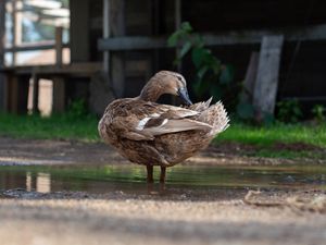 A brown mallard duck preening its feathers while standing near a puddle on a farm.