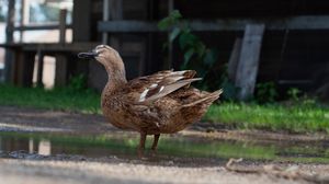 A brown female mallard duck standing beside a puddle on a rural farm path.