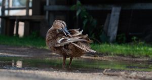 A brown mallard duck preening and ruffling its feathers beside a muddy puddle.