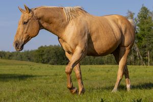A beautiful palomino horse walking gracefully through a lush green field under a clear blue sky.
