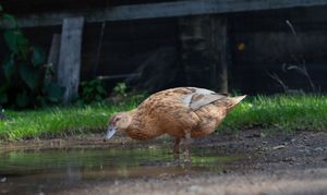 A brown duck drinking from a muddy puddle on the ground near green grass and a wooden fence.