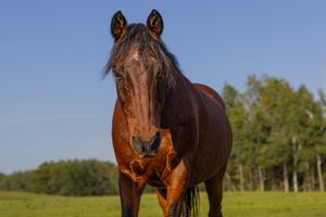 A dark bay horse standing alert in a green pasture under a clear blue sky on a sunny day.