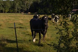 Black and white Holstein dairy cows walking along a fenced green pasture in warm evening light.