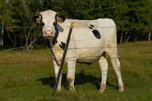 White cow with black spots standing behind a barbed wire fence in a green pasture.