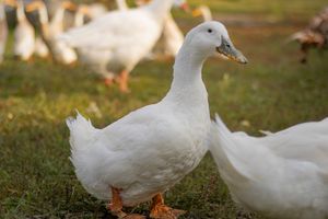 A white Pekin duck stands on green grass with other white ducks visible in the background.