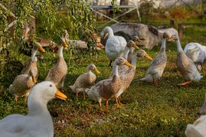 A flock of white and gray ducks gather on green grass beneath a weeping willow tree.
