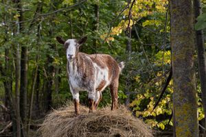 A brown and white goat stands proudly atop a hay bale surrounded by autumn forest trees.