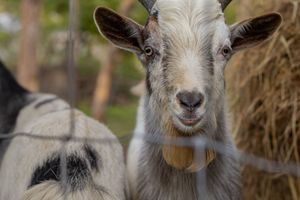 A close-up of a white horned goat looking through a wire fence near a hay bale.