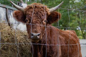 Fluffy brown Highland calf with horns standing behind wire fence next to hay bale.