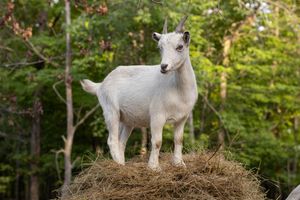 A white goat with small horns stands on a hay bale with green trees in the background.