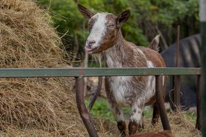 A brown and white goat leans over a metal fence rail beside a large hay bale.