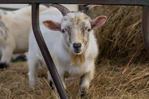 A young white goat with small horns peers through metal fence rails near golden hay.