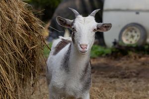 A young white and brown spotted baby goat stands beside a hay bale outdoors.