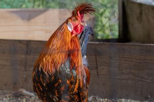 A colorful rooster with red and orange feathers stands alert inside a wooden chicken coop.