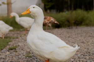 A white Pekin duck with an orange bill stands on gravel at a farm with other ducks in the background.
