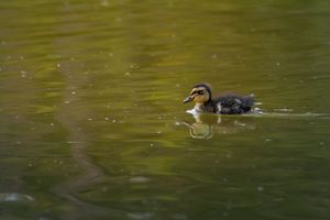 Baby duckling swimming alone on calm green water surface in natural habitat.