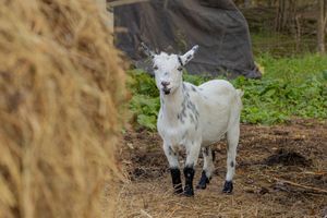A young white spotted baby goat stands in straw near a hay bale on a farm.