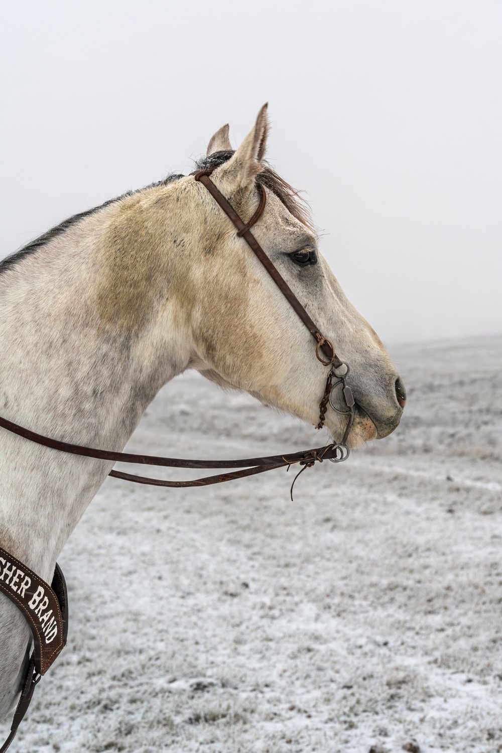 Profile portrait of a cream-colored horse with gentle eyes wearing a leather bridle in winter.